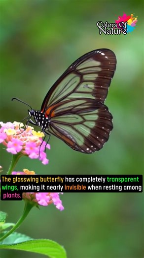 Glasswing butterfly | Colors Of Nature