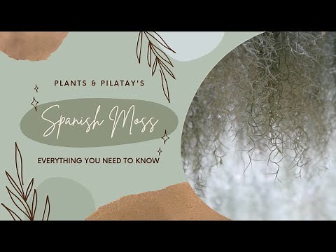 Care, Fertilizing, & Propagating - Spanish Moss (Tillandsia Usneoides)