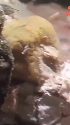 A barnacle opens its shell and uses its feathery feet to filter plankton from the water. A sea star breathes and smells with its toes. It can also walk without bones or true muscles. Have you ever seen this? #barnacle #plankton #seastar #oceanlife #marinebiology | Real Wild