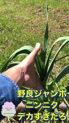 🧄野良ジャンボニンニク🧄デカすぎだろ… #whynotfarm #whynot #subscribe #nature #farming #gardening #outdoors #diy