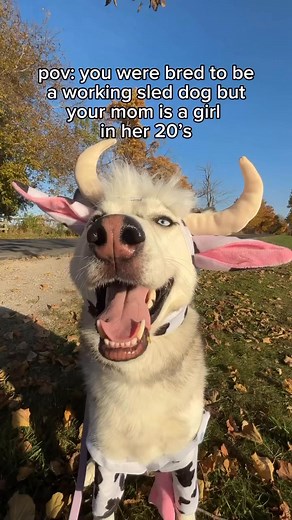 199K views · 7.7K reactions | outfits, outfits, and more outfits. . #husky #dog #dogs #huskies #dogsoffacebook | Ontario Huskies | Facebook