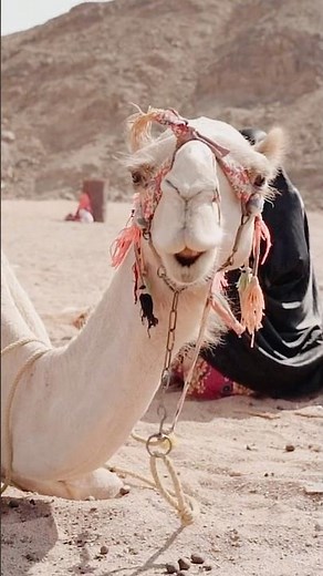 How camels never die in the desert #desert #animal #foryou