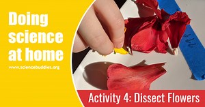 Observing Nature: Doing Fun Science at Home during School Closures (Activity #4) | Science Buddies Blog