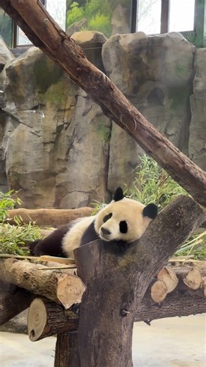 🤫Hush...🐼Don't disturb our little Cutie Ke Dou's sweet nap.💤