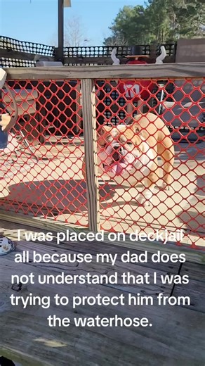 Bulldog's Hilarious Deck Jail Misunderstanding