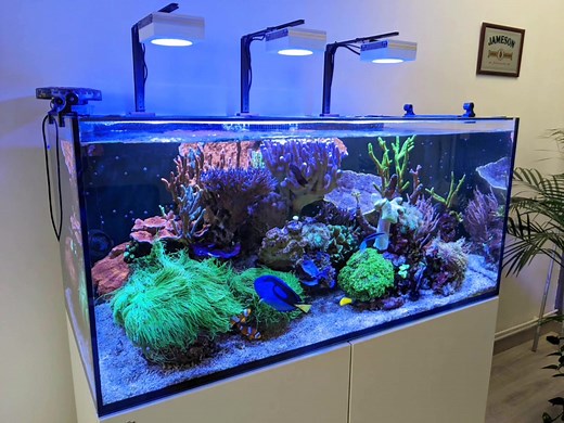 PopBloom RL90 WiFi light, smart app control. (Search