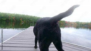 Big black dog runs down a wooden dock and jumps into the water in slow motion with a big splash.