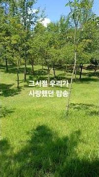 Sunny(1976), Boney M #써니 #보니엠 #유로디스코 #청춘 #세대타임머신 #영화
