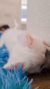 4.2K views · 149 reactions | #cutekittens #funnykittens #kittyhouse14 #catlovers #kitty #cat #FunnyCats #cutecat #fypシ゚viralシ #fypシ #kittens | Kitty house 14 | Facebook