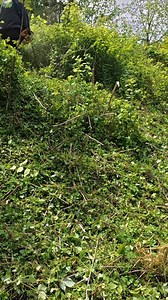 This was incredibly difficult job but so satisfying clearing the overgrowth | Outdoors with Erik