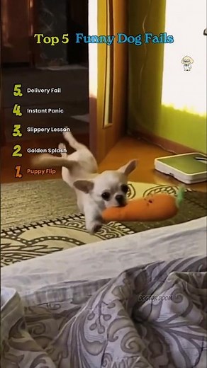 Top 5 Funny Dog Fails – Hilarious Dog Moments, Clumsy Dogs & Viral Pet Fails Compilation