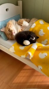 Look at these two adorable cats in their cat sized bed! Awww! 😻 | FuFu’s Cat House
