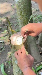 1 tree, 4 types of mango at once