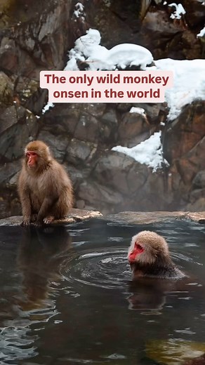 🐒Snow Monkey Onsen♨️ Jigokudani Monkey Park in Nagano is the only place in the world where you can observe wild Japanese macaques soaking in natural hot springs. 💡To maximize your experience, below are some travel tips: ✦ Best Time: Visit in winter for snowy scenes; monkeys are present year-round but may not bathe in warm weather. ✦ Clothing: Wear warm, waterproof gear and sturdy boots with good traction as it can get slippery or muddy. ✦ Hike: The park requires a 1.6 km (30-40 minute) forest 