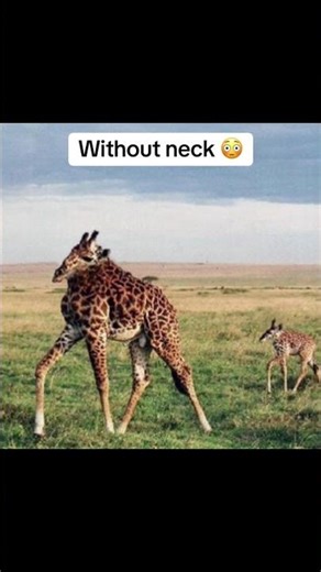 How animals look like without neck 😳 #fyp #viral #animals #dog #viralshorts #viralshort #youtube