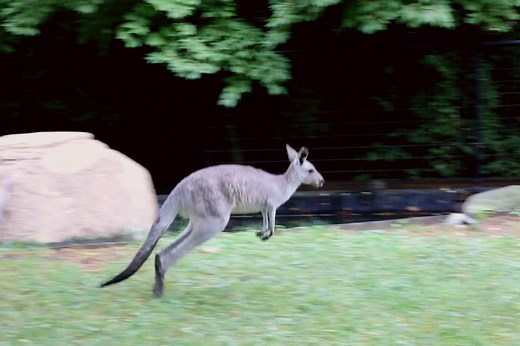 2.6K views · 171 reactions | Running through the rain faster than a hopping kangaroo 輦 We're here to tell you eastern grey kangaroos can reach speeds of up to 35 miles per hour! Their large hind feet and strong tail help them hop across the Australian terrain at top speed. | Fort Wayne Zoo | Facebook