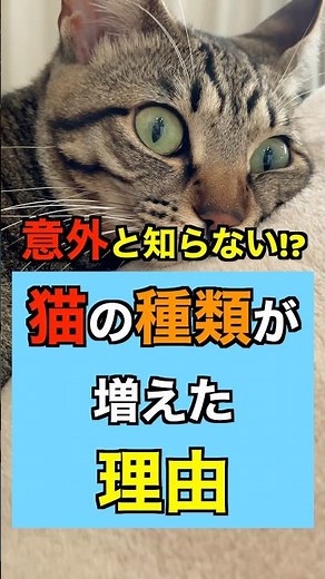 『意外と知らない！？』猫の種類が増えた理由！！