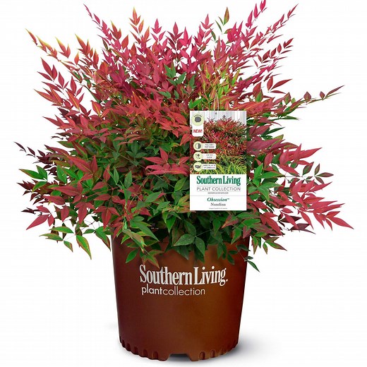 Obsession Nandina Shrub | Shop
