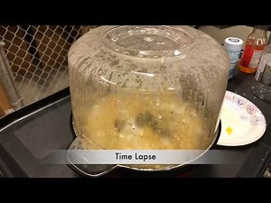 How to make spicy popcorn using fresh superhot peppers and Westbend stir crazy popcorn popper