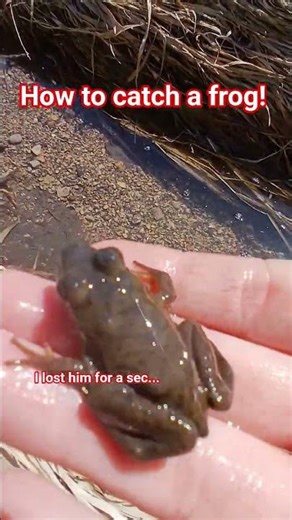 How to catch a frog 🐸