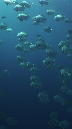The ocean is home to millions of incredible creatures, and we’re lucky enough to visit their world. Let’s do our part to protect it. Every dive, every choice, every day 🐠💙