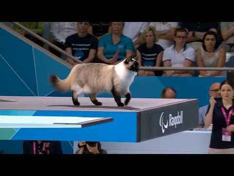 Which Cat Wins Gold? | Animal Olympics