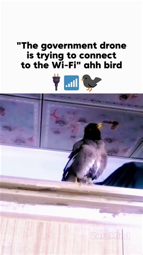 bro's ping is 999 ❌🐦