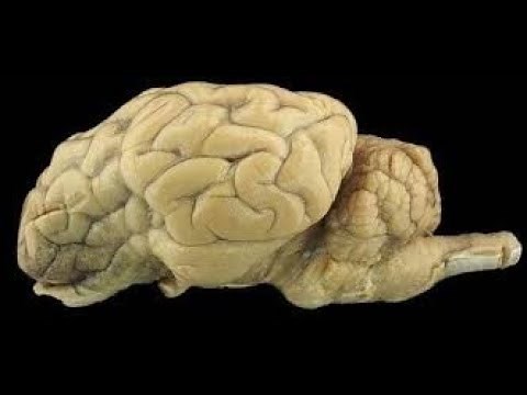 Brain dissection anatomy and physiology of sheep brain