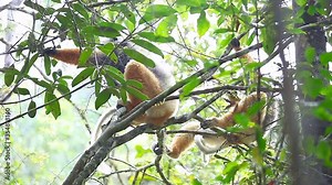 Sifaka lemurs in the wild. Golden crowned sifaka lemurs (Propithecus tattersalli) sit on the tree in the forest of Madagascar