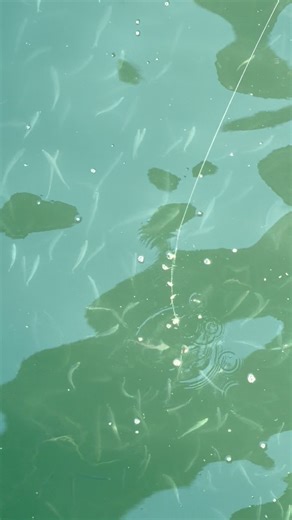 Fishing at Imperial Beach Pier | Imperial Beach Pier