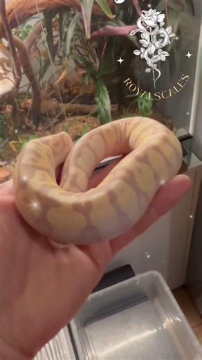 Python regius voilà l’évolution de médusa ( banana enchi fire yb Mojave pastel het hypo ) #snake