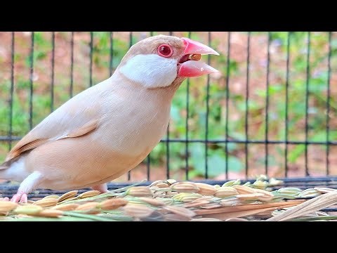 Java sparrow singing sound: babies java sparrows practice to sing a sweet song together in my garden