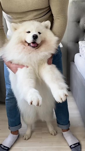 Maya the Samoyed's Adorable Dance Moves Will Brighten Your Day!