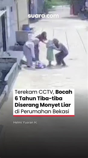 Seorang anak perempuan berusia 6 tahun menjadi korban serangan monyet liar di kawasan Tarumajaya, Kabupaten Bekasi, Jawa Barat. Peristiwa yang terjadi pada Senin (12/10/2026) itu berlangsung saat korban sedang dalam perjalanan pulang sekolah. Akibat serangan tersebut, korban mengalami luka di sejumlah bagian tubuh, termasuk wajah, dahi, dan tangan, hingga harus mendapatkan perawatan di rumah sakit. Pascakejadian, polisi turun ke lokasi untuk menelusuri keberadaan monyet tersebut dan berkoordinas