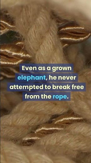 Overcoming Learned Helplessness: The Parable of the Elephant Rope