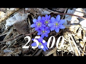 25 Minute Spring Timer with Classical Music and Alarm