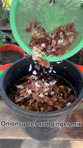 Benefits of onions liquid compost for growing a cauliflower #gardening #cauliflower #garden #plants