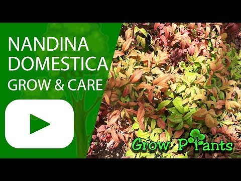 Nandina domestica firepower - grow & care (Heavenly bamboo)