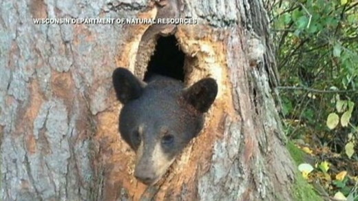 Bear Cubs Get Stuck Inside Tree