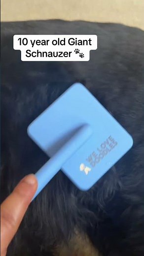 Grooming Senior Giant Schnauzer with slicker brush