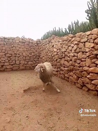 Vidéos de hassnnajib (@hassnnajib) avec الصوت الأصلي - Cheb handi officiel