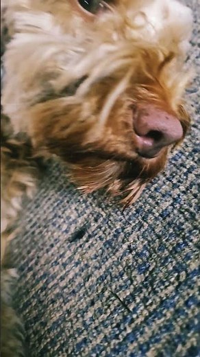 coco's daily routine#doglife 😂