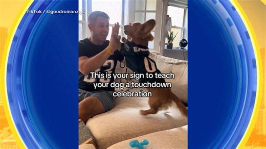 Teaching your dog a touchdown celebration