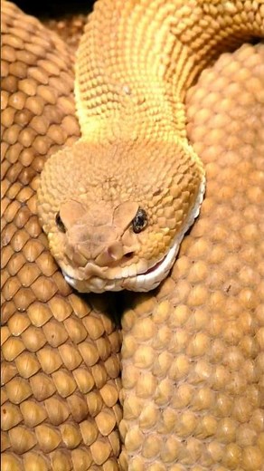 Unveiling Snake Reproduction: The Secret of Parthenogenesis #shorts #snake #parthenogenesis