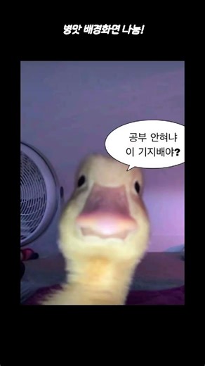 병맛 배경화면 추천!#배경화면 추천#병맛#구독#추천띄어주세요#추천