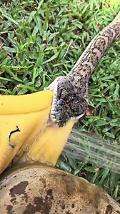Today I learnt that chew toys are made to smell like meat.i was very surprised to see a video of this coastal carpet python swallowing a chew toy.