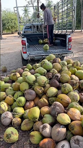 How to Extract Coconut Meat from Coconut Farm
