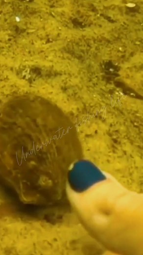 Did you know that the shells can swim ? Yes, they really can 😊 I was just amazed by this one | Underwater Fishing life #fbreelsfypシ゚viral #fbreelsvideo #fypシ゚ #international #seashells | Underwater Fishing life