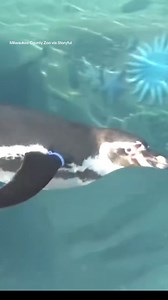 11K views · 155 reactions | These penguins at the #Milwaukee County Zoo got the "zoomies" when they entered their newly-renovated habitat. The Humboldt penguins were seen whizzing around and frolicking in the water. #penguins #animals #cuteanimals #uplift | The Uplift | Facebook