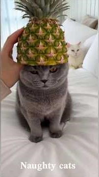 This Cat Will Make You Smile 😻 #ViralShorts